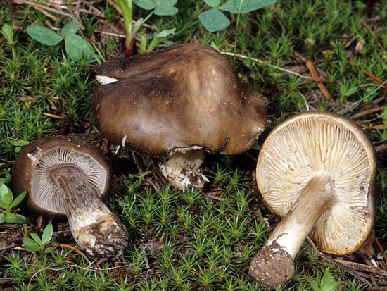 Melanoleuca angelesiana - Fungi species | sokos jishebi | სოკოს ჯიშები