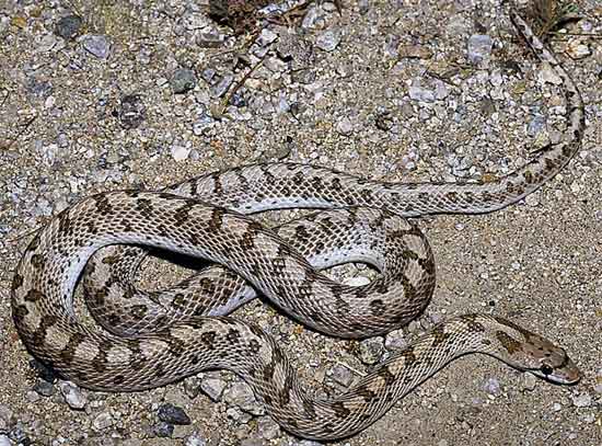 Arizona elegans candida - Mohave Glossy Snake - snake species | gveli | გველი