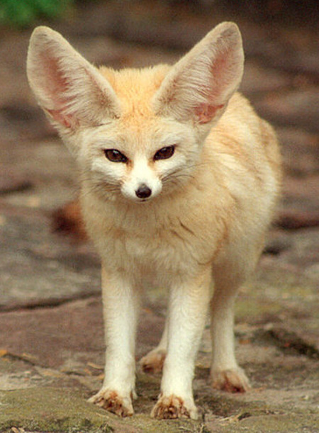 Fennec Fox - fox species | melias jishebi | მელიას ჯიშები