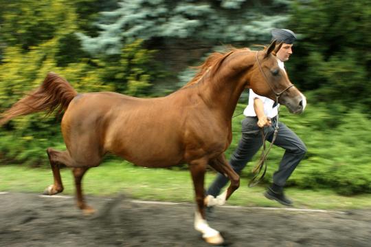Arabian 3 - horse Breeds | ცხენის ჯიშები| cxenis jishebi