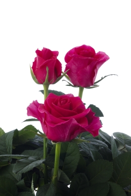 Grand Diva - Rose Varieties | VARDI | ვარდი                                                                                                                