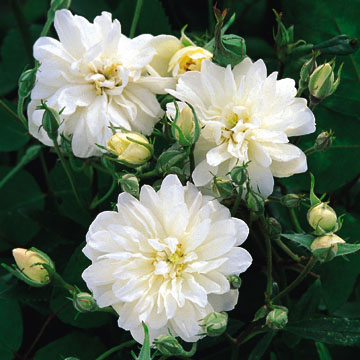 Snow Goose - Rose Varieties | VARDI | ვარდი                                                                                                                