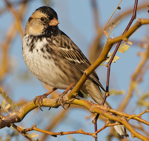 Harris's Sparrow - Bird Species | Frinvelis jishebi | ფრინველის ჯიშები