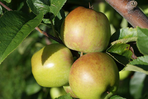 Newtown Pippin - Apple Varieties