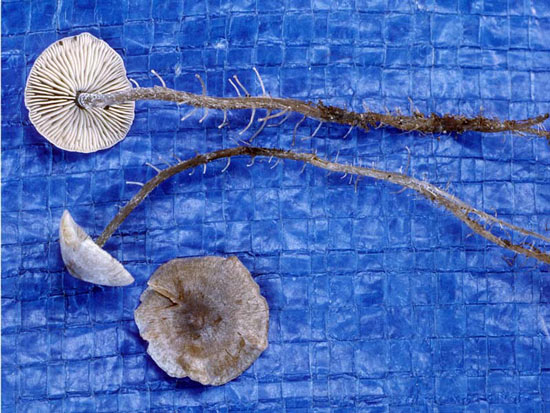 Collybia racemosa: Dendrocollybia racemosa - Mushroom Species Images