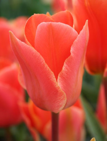 Corsage -                                                         Species Tulip| TITA | ტიტა                                                        