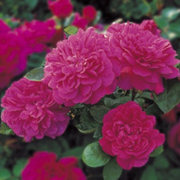 Sophy's Rose, Hedging - Rose Varieties | VARDI | ვარდი                                                                                                                