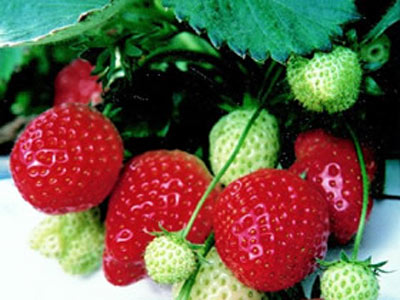 Eros - Strawberry Varieties