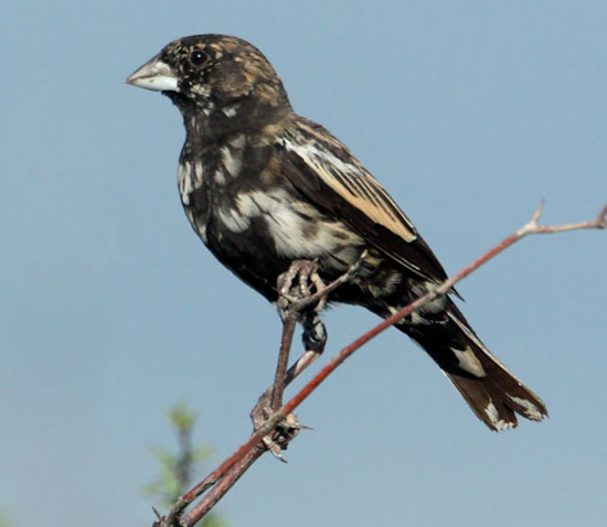 Lark Bunting - Bird Species | Frinvelis jishebi | ფრინველის ჯიშები