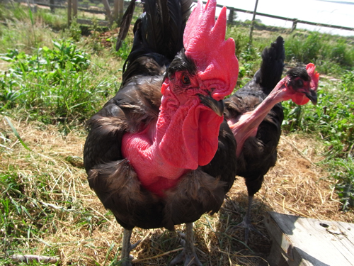 Naked Neck - chicken Breeds | ქათმის ჯიშები | qatmis jishebi