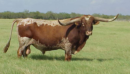 Texas Longhorn - COW BREEDS | DZROXIS JISHEBI | ძროხის ჯიშები