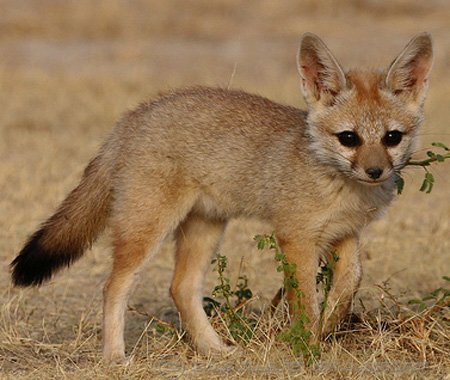 Bengal Fox - fox species | melias jishebi | მელიას ჯიშები