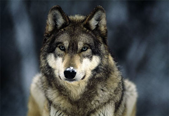 The Northern Rocky Mountain Wolf - wolf species | mglis jishebi | მგლის ჯიშები