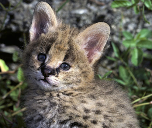 African Serval 4 - cat Breeds | კატის ჯიშები | katis jishebi