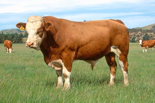 Simmental - COW BREEDS | DZROXIS JISHEBI | ძროხის ჯიშები