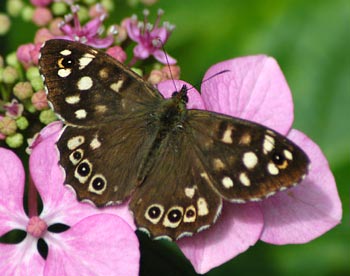 Speckled Wood - Butterfly species | PEPLIS JISHEBI | პეპლის ჯიშები