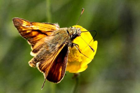 Large Skipper - Butterfly species | PEPLIS JISHEBI | პეპლის ჯიშები