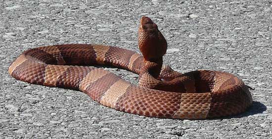 Agkistrodon contortrix laticinctus - Broad-banded Copperhead - snake species | gveli | გველი