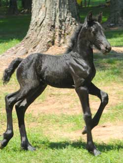 Friesian 3 - horse Breeds | ცხენის ჯიშები| cxenis jishebi