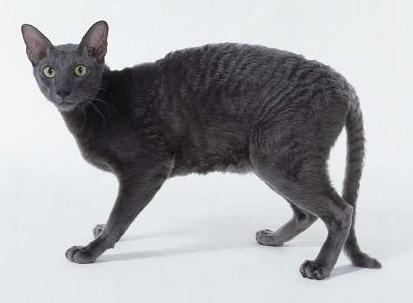 Cornish Rex - cat Breeds | კატის ჯიშები | katis jishebi