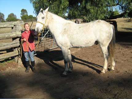 Waler 2 - horse Breeds | ცხენის ჯიშები| cxenis jishebi