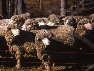 Delaine Merino Sheep