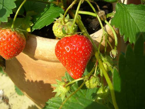 Gemma - Strawberry Varieties