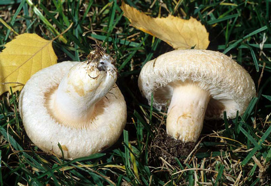 Lactarius pubescens var. betulae - Mushroom Species Images