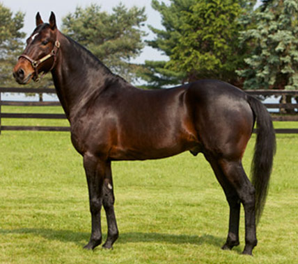 ცხენი American Standardbred - ის სურათი