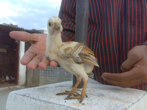 Aseel 1 - chicken Breeds | ქათმის ჯიშები | qatmis jishebi