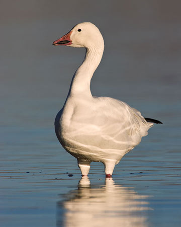 Snow Goose - Bird Species | Frinvelis jishebi | ფრინველის ჯიშები