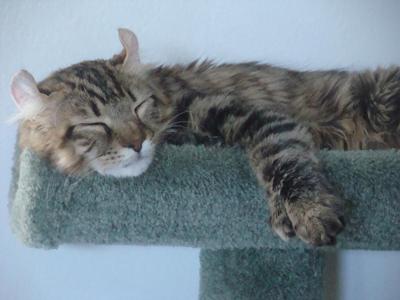 Highlander - cat Breeds | კატის ჯიშები | katis jishebi