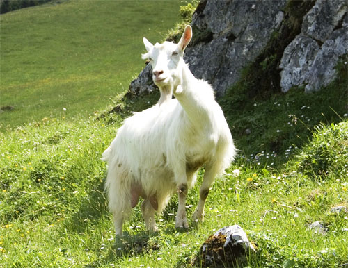 Appenzell goat - goats Breeds | txis jishebi | თხის ჯიშები