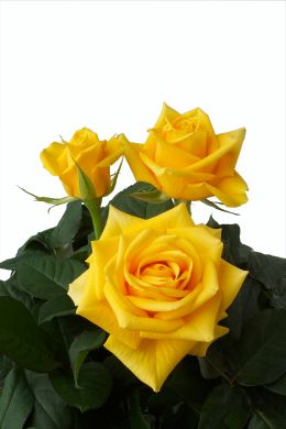 Eureka - Rose Varieties | VARDI | ვარდი                                                                                                                