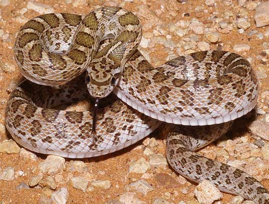 GLOSSY SNAKE  Arizona elegans - snake species | gveli | გველი