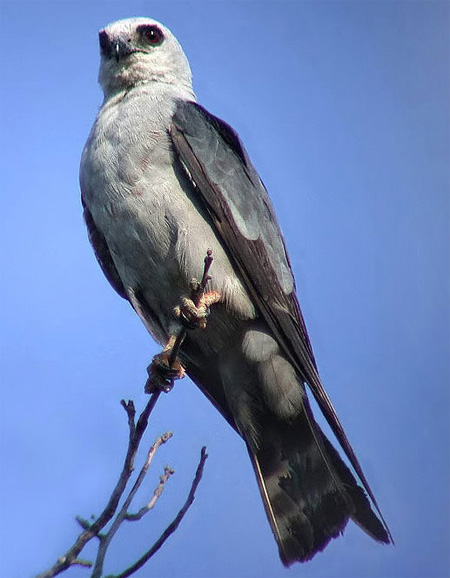 Mississippi Kite  - Bird Species | Frinvelis jishebi | ფრინველის ჯიშები