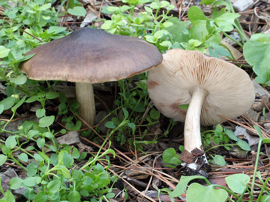 Pluteus pouzarianus - Fungi species | sokos jishebi | სოკოს ჯიშები