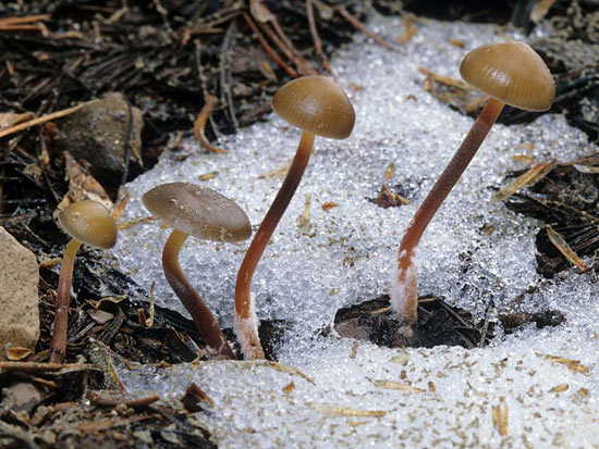 Mycena nivicola - Fungi species | sokos jishebi | სოკოს ჯიშები