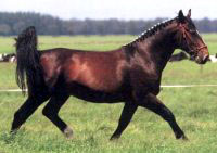 Groningen 1 - horse Breeds | ცხენის ჯიშები| cxenis jishebi