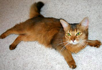 Somali Cat 3 - cat Breeds | კატის ჯიშები | katis jishebi