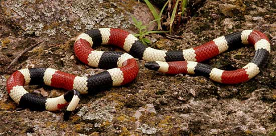 SONORAN CORALSNAKE  <br />Micruroides euryxanthus - snake species | gveli | გველი