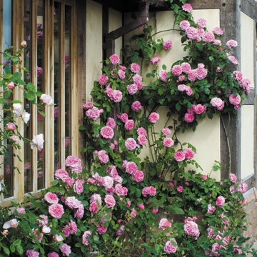 Gertrude Jekyll Climbing - Rose Varieties | VARDI | ვარდი                                                                                                                