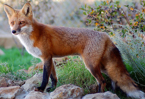 Swift Fox - fox species | melias jishebi | მელიას ჯიშები