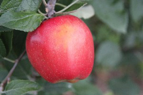Galarina - Apple Varieties