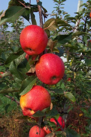 Autumn Gala - Apple Varieties
