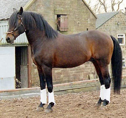 ცხენი Anglo-Kabarda Horse - ის სურათი