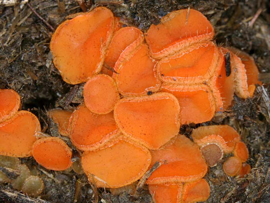 Cheilymenia fimicola - Fungi species | sokos jishebi | სოკოს ჯიშები