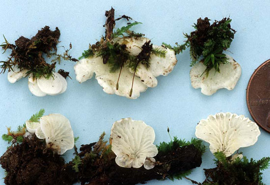 Mniopetalum bryophila: Rimbachia bryophila - Fungi species | sokos jishebi | სოკოს ჯიშები