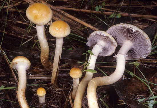 Stropharia riparia - Fungi species | sokos jishebi | სოკოს ჯიშები