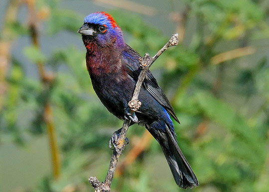 Varied Bunting - Bird Species | Frinvelis jishebi | ფრინველის ჯიშები